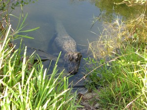 Alligator in pond.